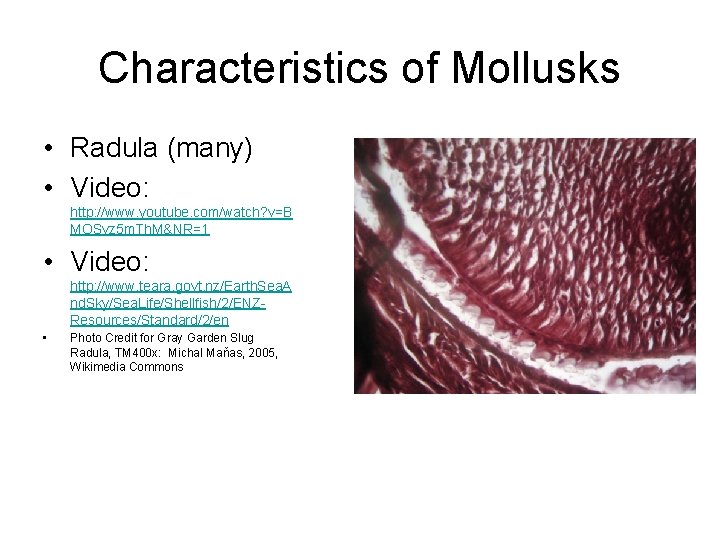 Characteristics of Mollusks • Radula (many) • Video: http: //www. youtube. com/watch? v=B MOSvz