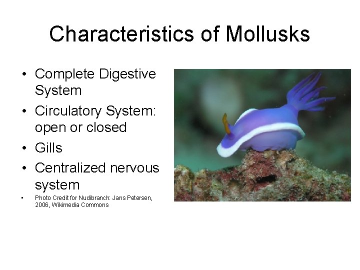 Characteristics of Mollusks • Complete Digestive System • Circulatory System: open or closed •
