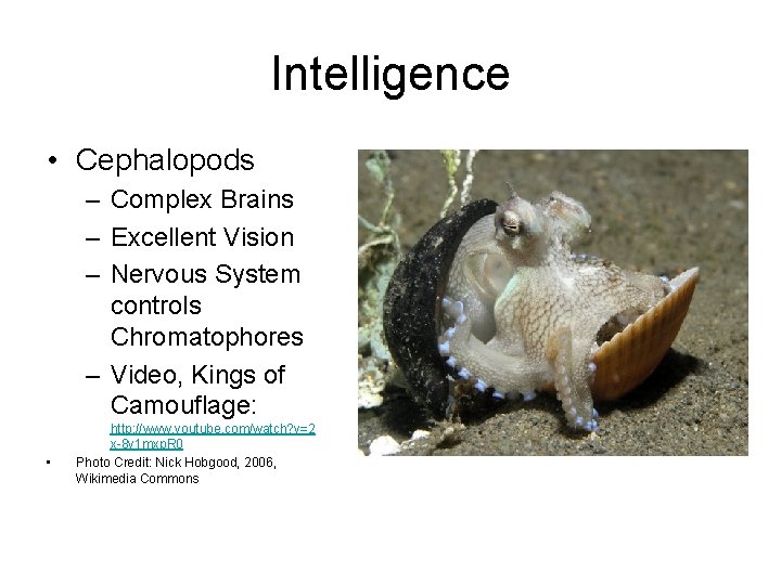 Intelligence • Cephalopods – Complex Brains – Excellent Vision – Nervous System controls Chromatophores