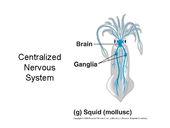 Centralized Nervous System 