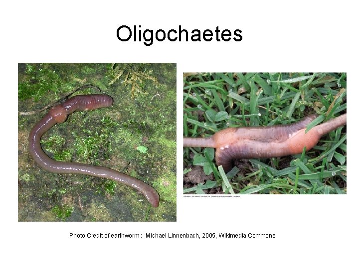 Oligochaetes Photo Credit of earthworm : Michael Linnenbach, 2005, Wikimedia Commons 