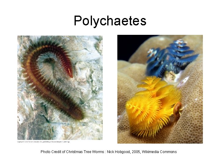 Polychaetes Photo Credit of Christmas Tree Worms : Nick Hobgood, 2005, Wikimedia Commons 