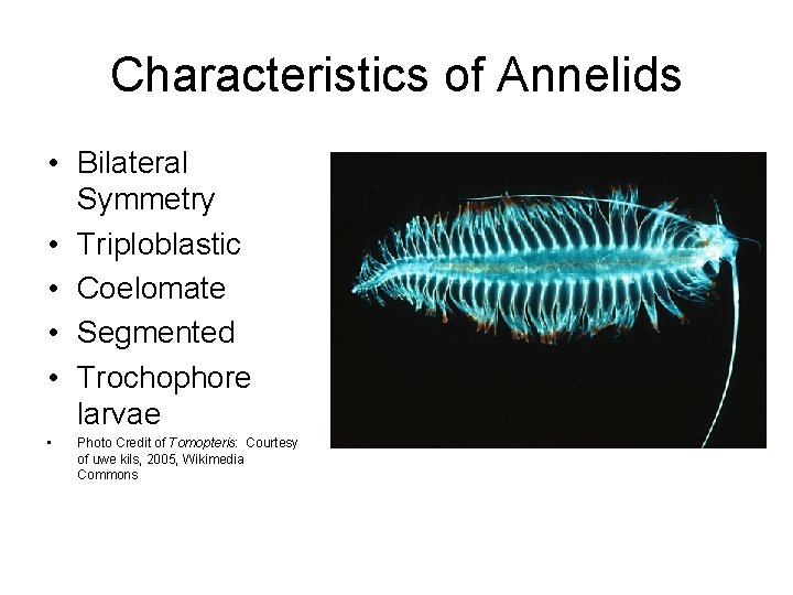 Characteristics of Annelids • Bilateral Symmetry • Triploblastic • Coelomate • Segmented • Trochophore