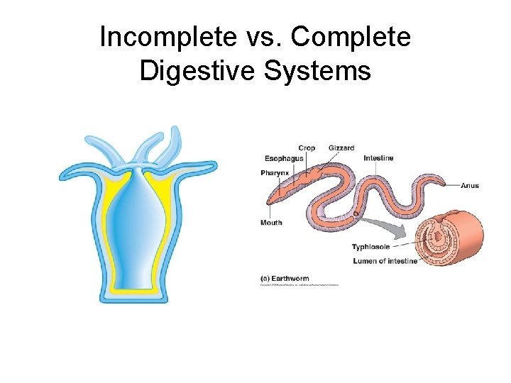 Incomplete vs. Complete Digestive Systems 