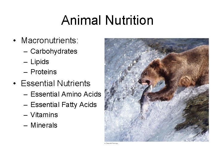 Animal Nutrition • Macronutrients: – Carbohydrates – Lipids – Proteins • Essential Nutrients –