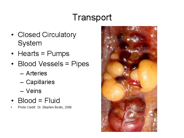 Transport • Closed Circulatory System • Hearts = Pumps • Blood Vessels = Pipes