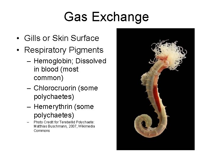 Gas Exchange • Gills or Skin Surface • Respiratory Pigments – Hemoglobin; Dissolved in