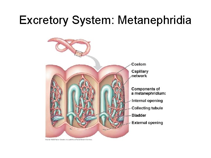Excretory System: Metanephridia 