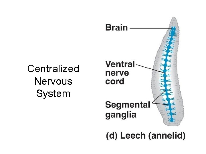 Centralized Nervous System 