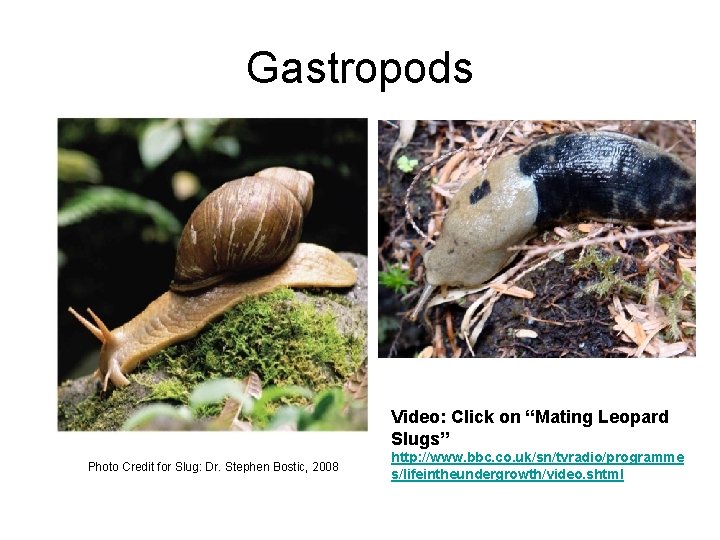 Gastropods Video: Click on “Mating Leopard Slugs” Photo Credit for Slug: Dr. Stephen Bostic,