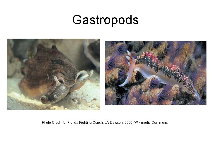 Gastropods Photo Credit for Florida Fighting Conch: LA Dawson, 2006, Wikimedia Commons 