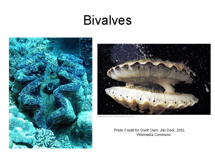 Bivalves Photo Credit for Giant Clam: Jan Derk, 2002, Wikimedia Commons 