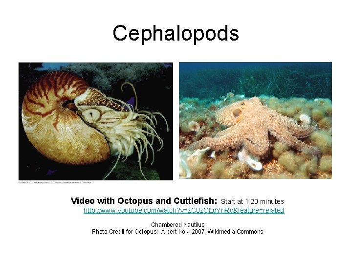 Cephalopods Video with Octopus and Cuttlefish: Start at 1: 20 minutes http: //www. youtube.