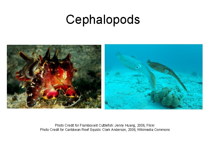 Cephalopods Photo Credit for Flamboyant Cuttlefish: Jenny Huang, 2006, Flickr Photo Credit for Caribbean
