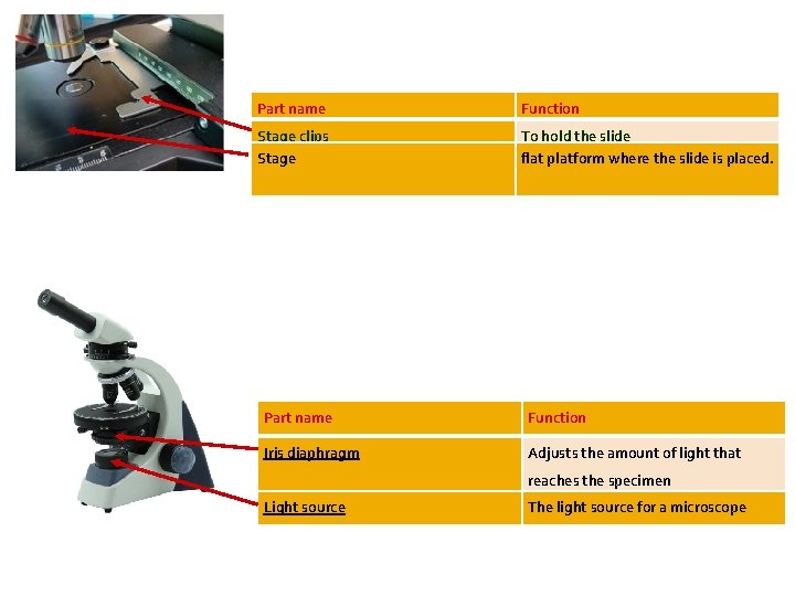 Part name Function Stage clips Stage To hold the slide flat platform where the