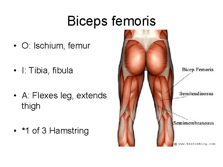 Biceps femoris • O: Ischium, femur • I: Tibia, fibula • A: Flexes leg,