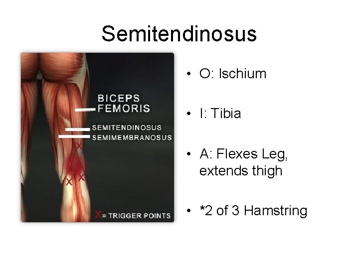 Semitendinosus • O: Ischium • I: Tibia • A: Flexes Leg, extends thigh •