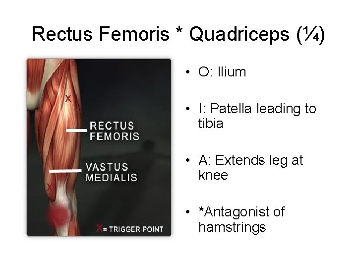 Rectus Femoris * Quadriceps (¼) • O: Ilium • I: Patella leading to tibia