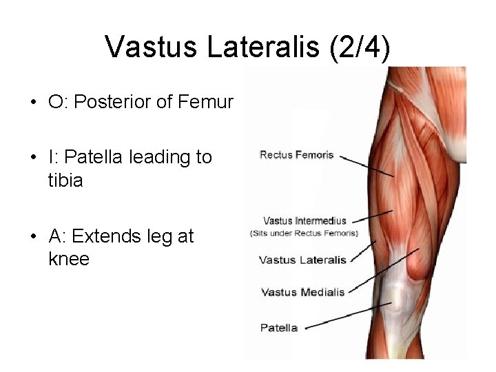 Vastus Lateralis (2/4) • O: Posterior of Femur • I: Patella leading to tibia