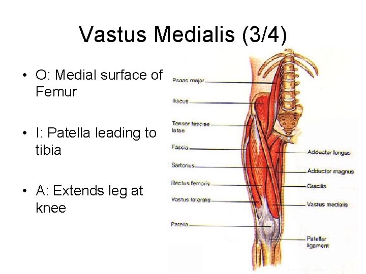 Vastus Medialis (3/4) • O: Medial surface of Femur • I: Patella leading to