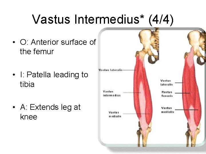 Vastus Intermedius* (4/4) • O: Anterior surface of the femur • I: Patella leading