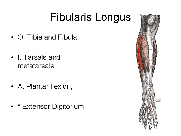 Fibularis Longus • O: Tibia and Fibula • I: Tarsals and metatarsals • A: