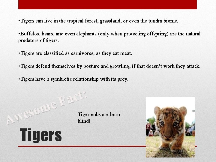  • Tigers can live in the tropical forest, grassland, or even the tundra