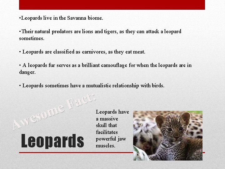  • Leopards live in the Savanna biome. • Their natural predators are lions