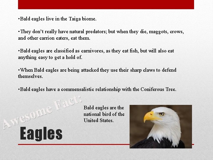  • Bald eagles live in the Taiga biome. • They don’t really have