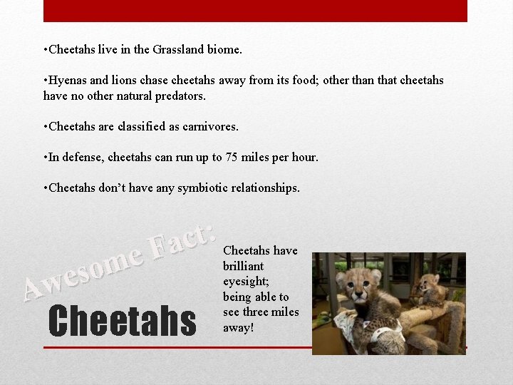  • Cheetahs live in the Grassland biome. • Hyenas and lions chase cheetahs