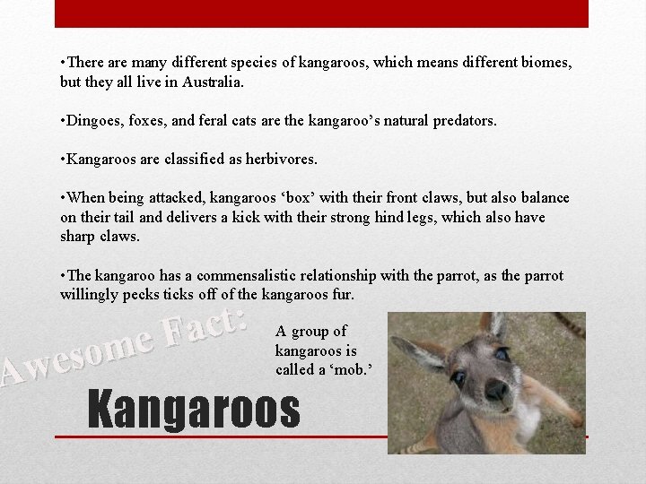  • There are many different species of kangaroos, which means different biomes, but