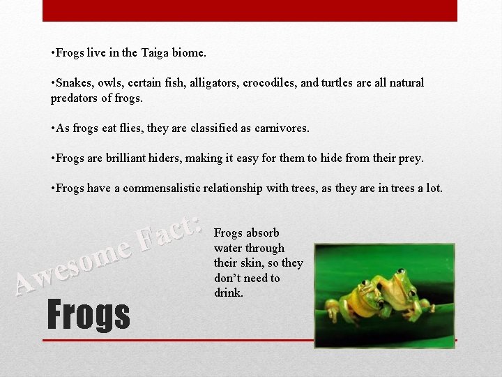  • Frogs live in the Taiga biome. • Snakes, owls, certain fish, alligators,