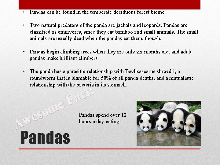  • Pandas can be found in the temperate deciduous forest biome. • Two