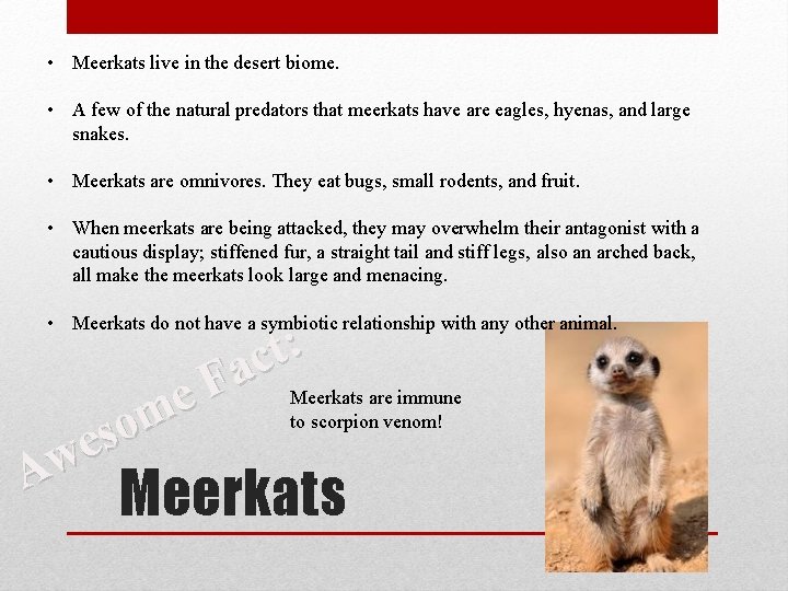  • Meerkats live in the desert biome. • A few of the natural