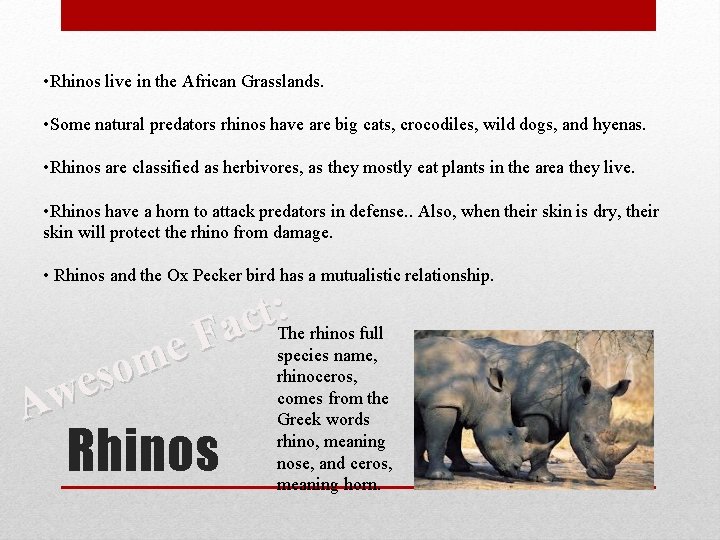  • Rhinos live in the African Grasslands. • Some natural predators rhinos have