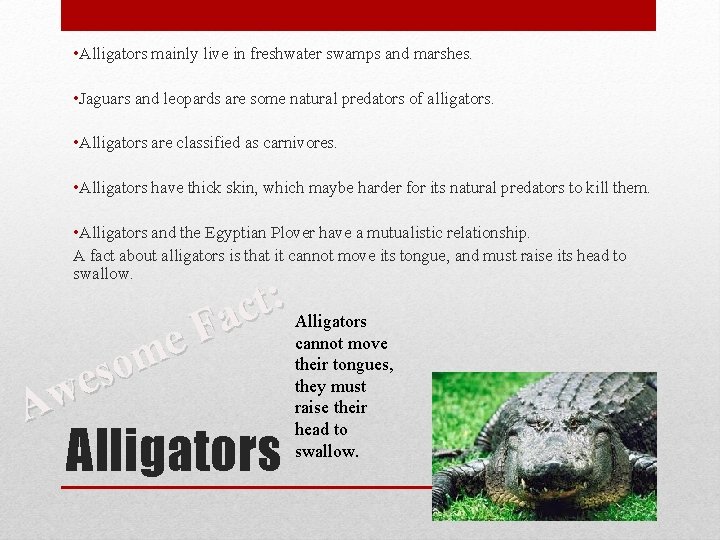  • Alligators mainly live in freshwater swamps and marshes. • Jaguars and leopards