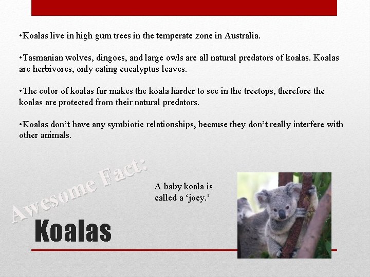  • Koalas live in high gum trees in the temperate zone in Australia.