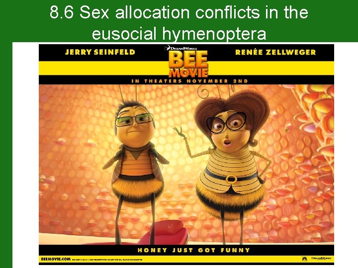 8. 6 Sex allocation conflicts in the eusocial hymenoptera 