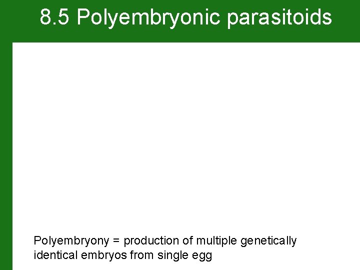 8. 5 Polyembryonic parasitoids Copidosoma sp. Polyembryony = production of multiple genetically identical embryos