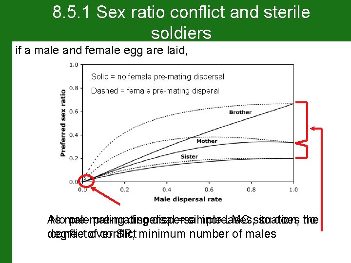 8. 5. 1 Sex ratio conflict and sterile soldiers if a male and female