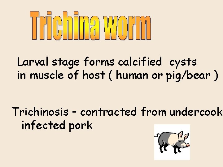 Larval stage forms calcified cysts in muscle of host ( human or pig/bear )