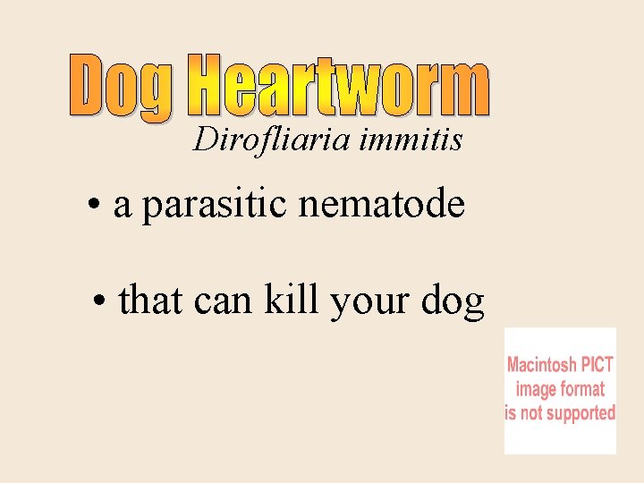 Dirofliaria immitis • a parasitic nematode • that can kill your dog 