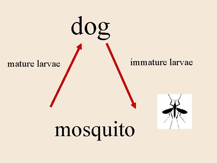 dog mature larvae immature larvae mosquito 