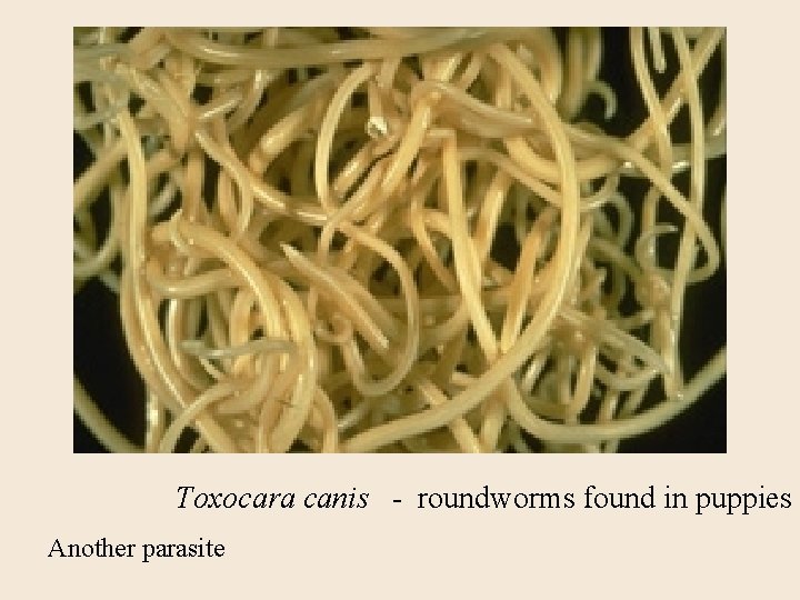 Toxocara canis - roundworms found in puppies Another parasite 