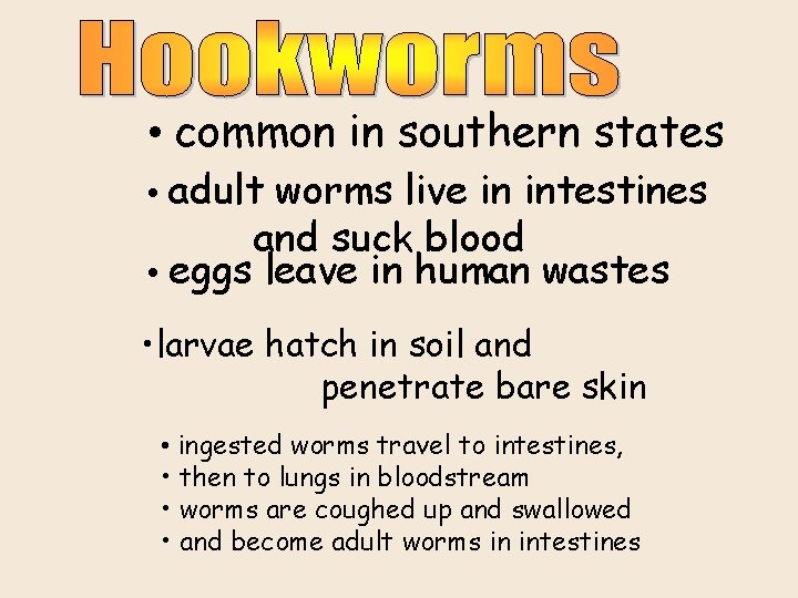  • common in southern states • adult worms live in intestines and suck