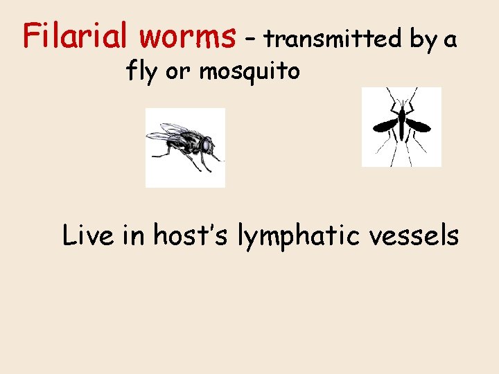 Filarial worms – transmitted by a fly or mosquito Live in host’s lymphatic vessels