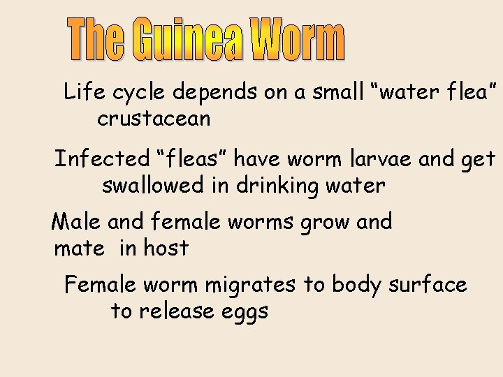 Life cycle depends on a small “water flea” crustacean Infected “fleas” have worm larvae