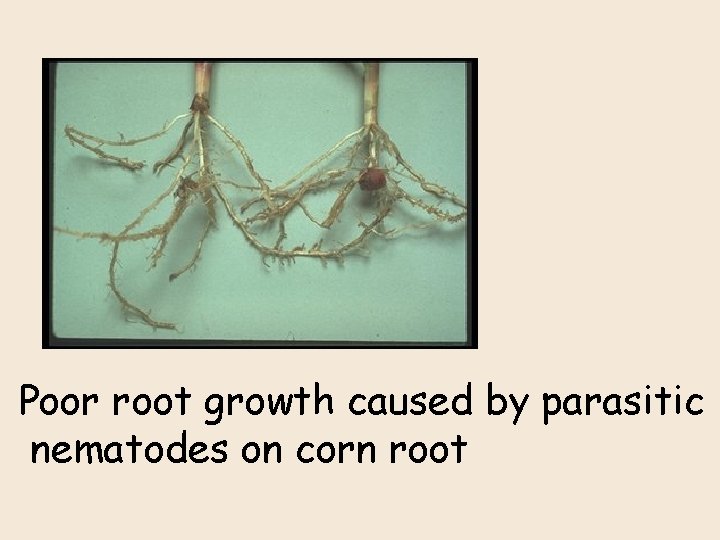 Poor root growth caused by parasitic nematodes on corn root 