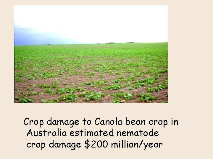 Crop damage to Canola bean crop in Australia estimated nematode crop damage $200 million/year