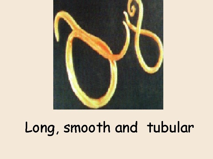 Long, smooth and tubular 